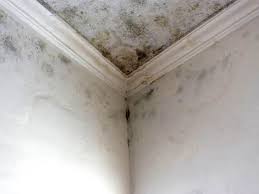 Professional Mold Inspection in Valley Falls, SC